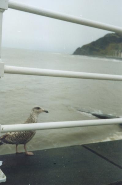 aberseagull