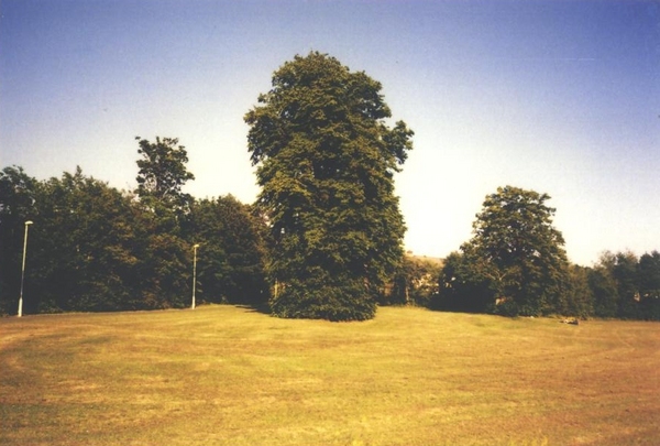 deansgrangetree